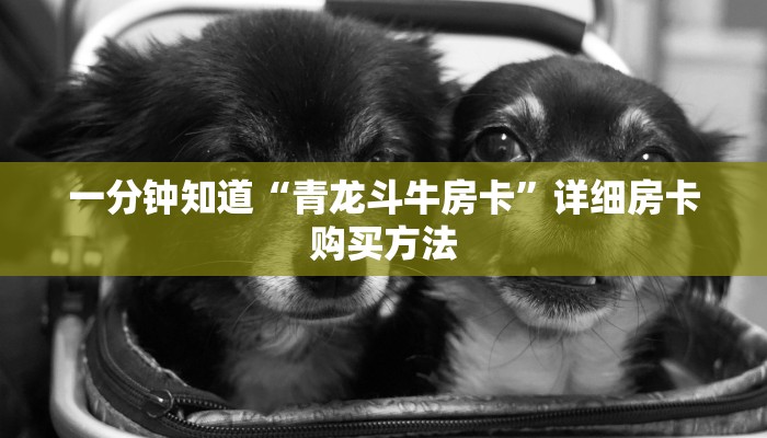 一分钟知道“青龙斗牛房卡”详细房卡购买方法