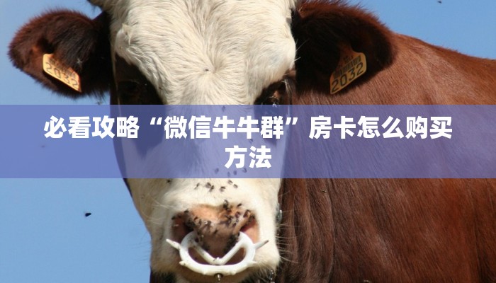 必看攻略“微信牛牛群”房卡怎么购买方法 必看攻略“微信牛牛群”房卡怎么购买方法
