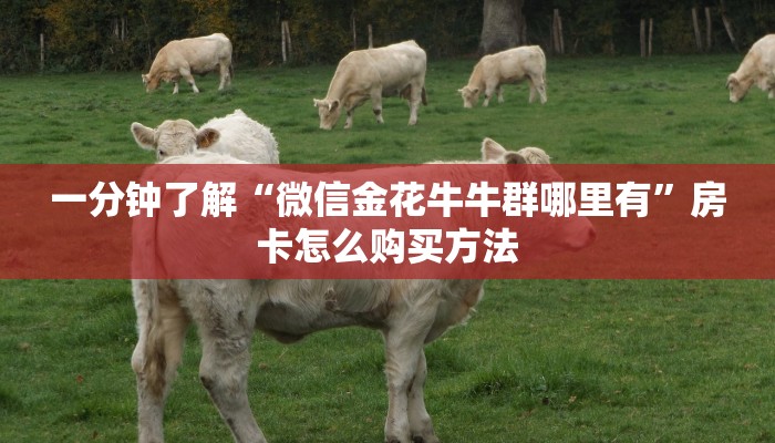 一分钟了解“微信金花牛牛群哪里有”房卡怎么购买方法