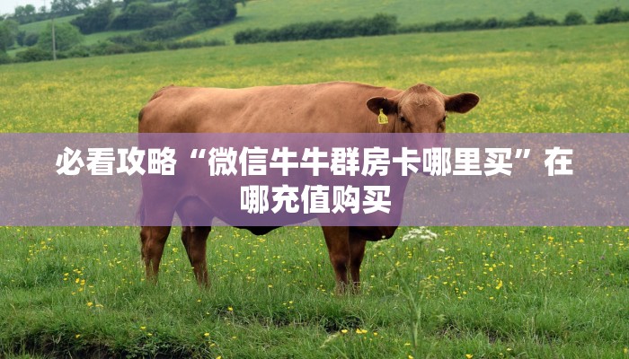 必看攻略“微信牛牛群房卡哪里买”在哪充值购买